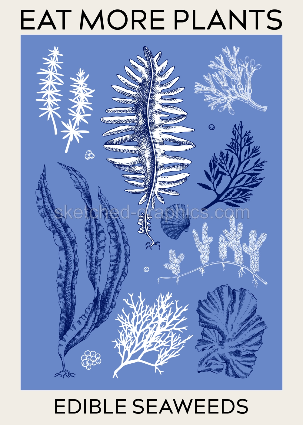 Edible seaweed poster design. Hand-drawn underwater algae - kelp, kombu, wakame, hijiki sketches. Asian cuisine, plant-based food, healthy food ingredients, seafood restaurant menu, wall art, print Illustration